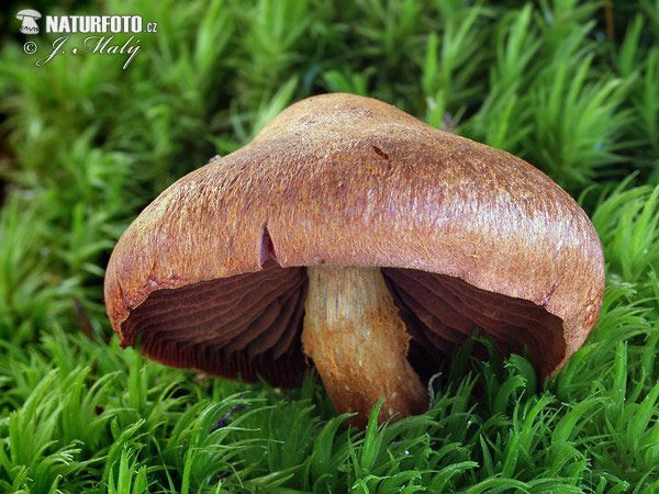 Webcap Mushroom (Cortinarius sp.)