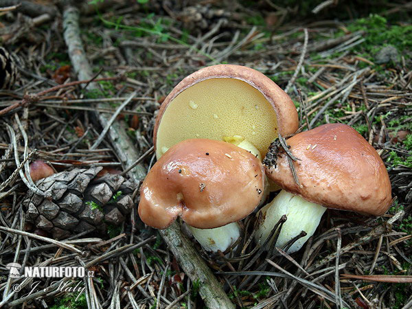 Weeping Bolete Mushroom (Suillus granulatus)
