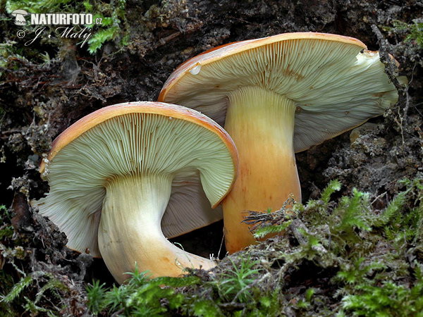 Weeping Milkcap Mushroom (Lactarius volemus)