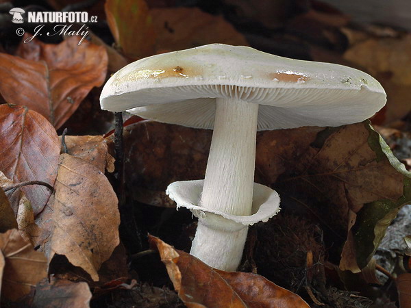 Weeping Slimecap Mushroom (Limacella guttata)