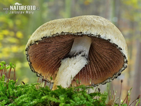 Weeping Widow Mushroom (Lacrymaria lacrymabunda)