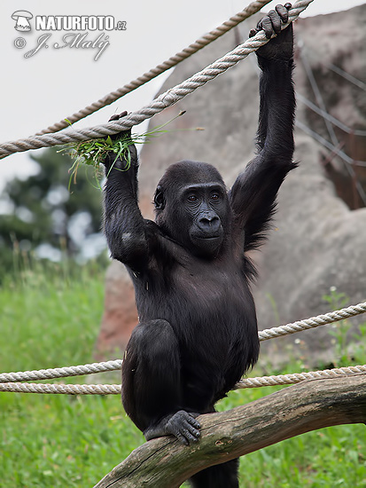 Westelijke gorilla