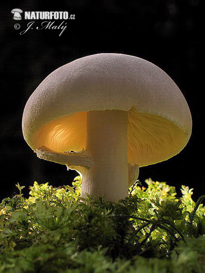 White Dapperling Mushroom (Leucoagaricus leucothites)
