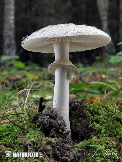 White False Death Cap Mushroom (Amanita citrina var. alba)