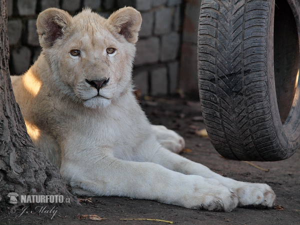 White lion (Panthera leo krugeri)