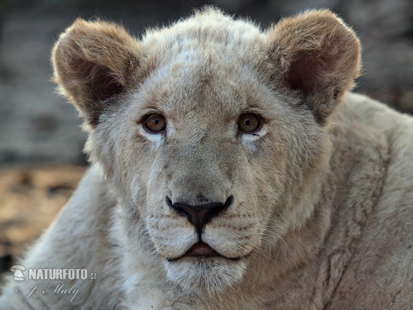 White lion (Panthera leo krugeri)