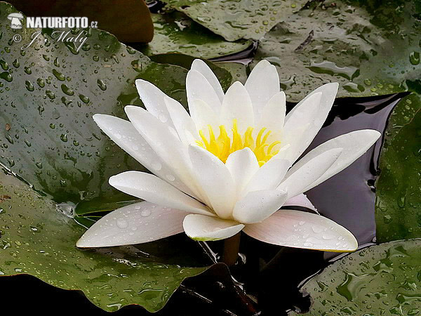 White Water-Lily (Nymphaea alba)