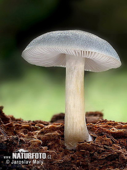 Willow Shield Mushroom (Pluteus salicinus)
