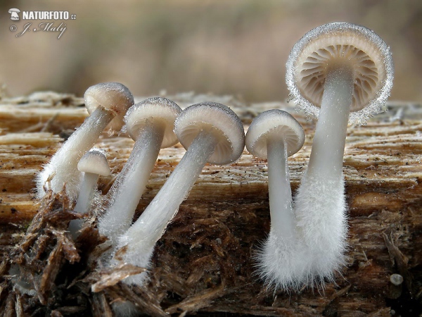 Winter Bonnet Mushroom (Mycena tintinnabulum)