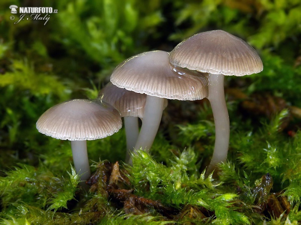Winter Bonnet Mushroom (Mycena tintinnabulum)