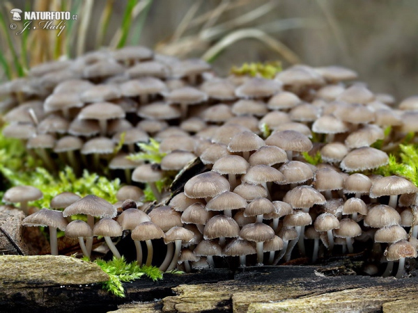 Winter Bonnet Mushroom (Mycena tintinnabulum)