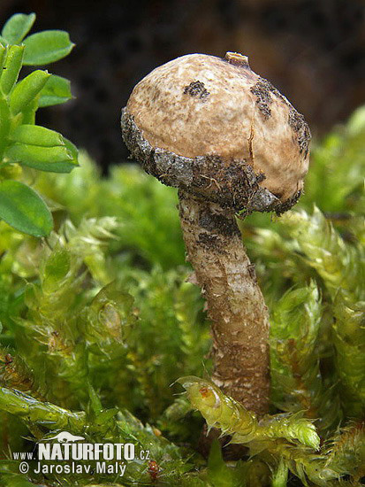 Winter stalkball Mushroom (Tulostoma brumale)