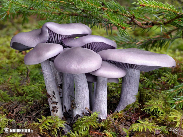 Wood Blewit Mushroom (Lepista nuda)