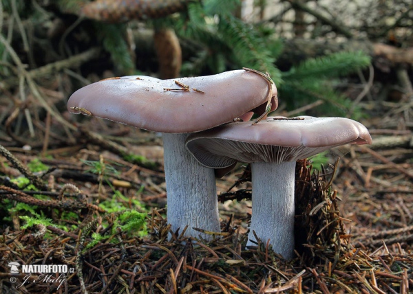 Wood Blewit Mushroom (Lepista nuda)