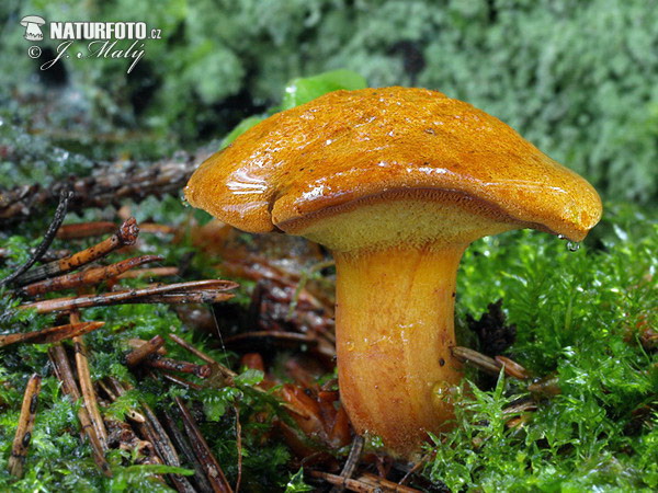 Wood Bolete Mushroom (Buchwaldoboletus lignicola)