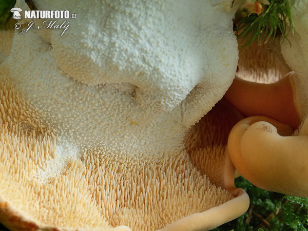 Wood Hedgehog Mushroom (Hydnum repandum)
