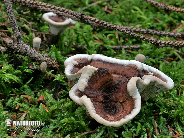 Woolly Tooth Mushroom (Phellodon tomentosus)