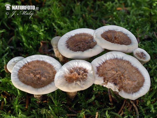 Woolly Tooth Mushroom (Phellodon tomentosus)