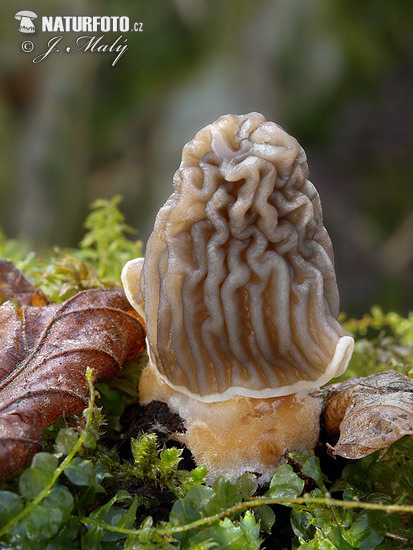 Wrinkled Thimble Morel Mushroom (Verpa bohemica)