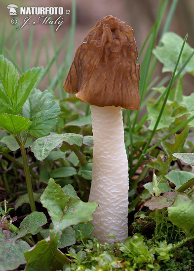 Wrinkled Thimble Morel Mushroom (Verpa bohemica)