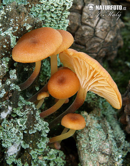 Xeromphalina campanella