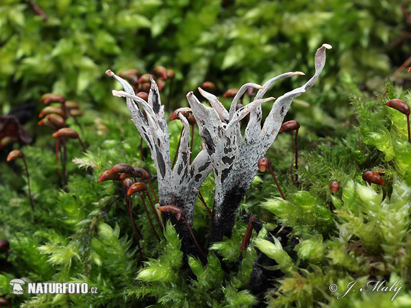 Xylaria hypoxylon