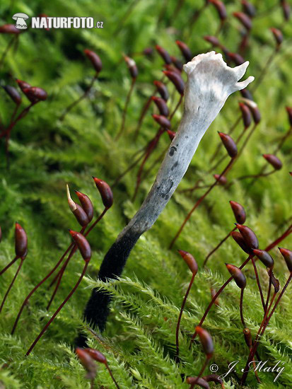 Xylaria hypoxylon