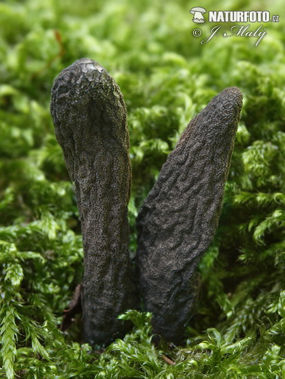 Xylaria longipes