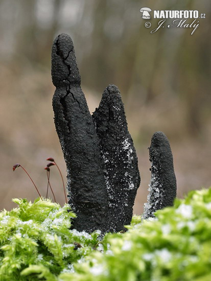 Xylaria longipes