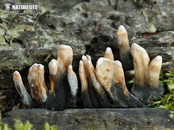 Xylaria longipes