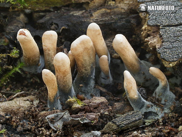 Xylaria longipes