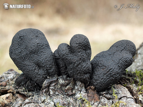 Xylaria polymorpha