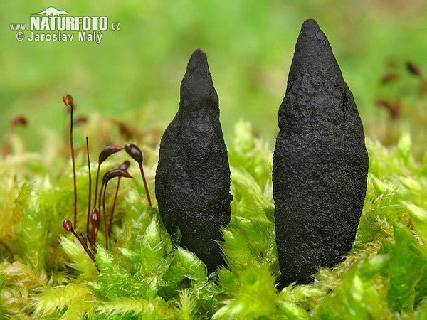 Xylaria sp.