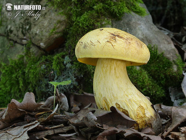 Yellow Bolete Mushroom (Neoboletus junquilleus)