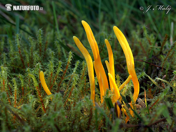 Yellow Club Mushroom Photos, Yellow Club Images, Nature Wildlife ...