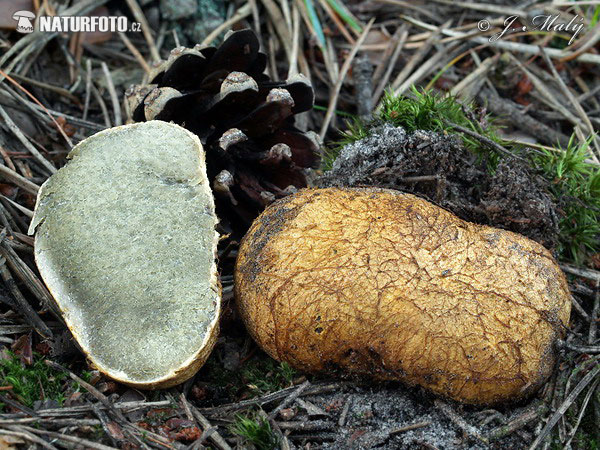Yellow False Truffle Mushroom (Rhizopogon luteolus)