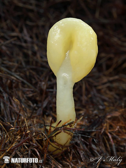 Yellow Fan Mushroom (Spathularia flavida)