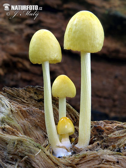 Yellow Fieldcap Mushroom (Bolbitius titubans)