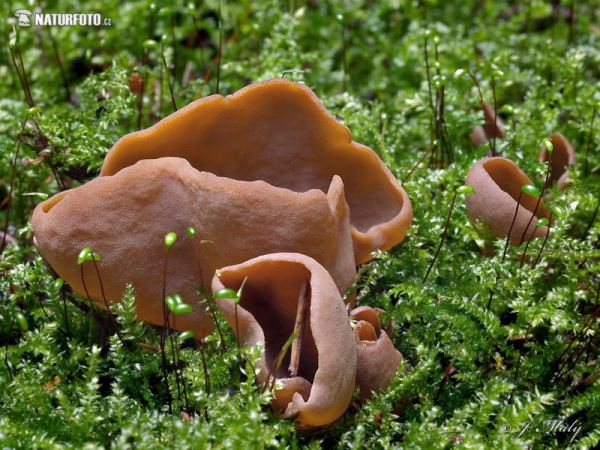 Yellow Rabbit's Ears Mushroom (Otidea leporina)