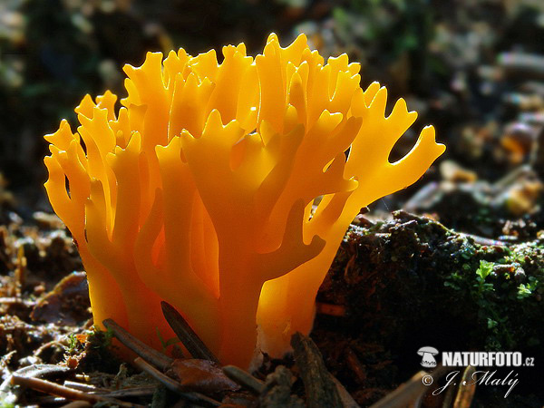 Yellow Stagshorn Mushroom (Calocera viscosa)