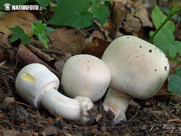 Yellow Stainer Mushroom (Agaricus xanthoderma)