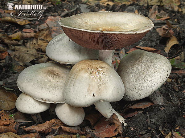 Yellow Stainer Mushroom (Agaricus xanthodermus var. griseus)