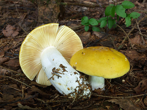 Yellow Swamp Brittlegill Mushroom (Russula claroflava)