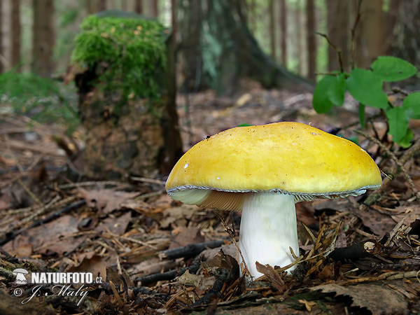 Yellow Swamp Brittlegill Mushroom (Russula claroflava)