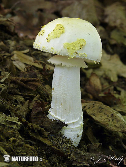Yellow veiled Amanita Mushroom (Amanita franchetii)