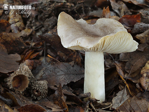 Yellowing Knight Mushroom (Tricholoma scalpturatum)
