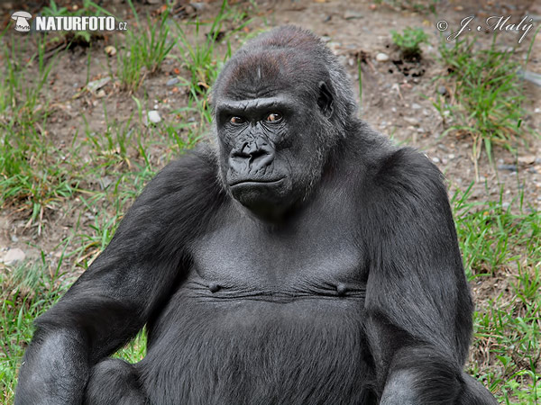 Zairegorilla