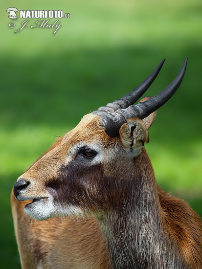 大角驴羚