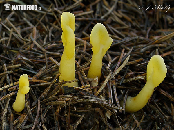 黄地勺菌图片