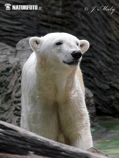 북극곰